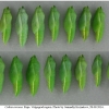 colias croceus pupa4 volg